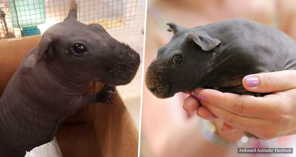Skinny Pigs: The Internet's Newest Adorable Obsession