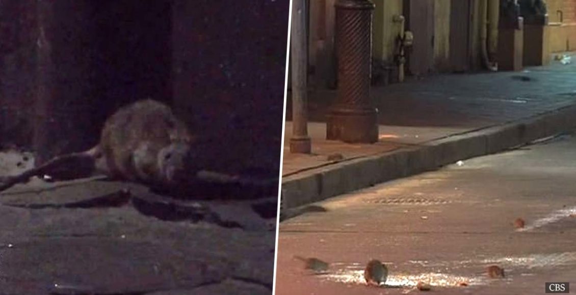 Starving rats are becoming extremely aggressive while struggling to find food amid the pandemic 