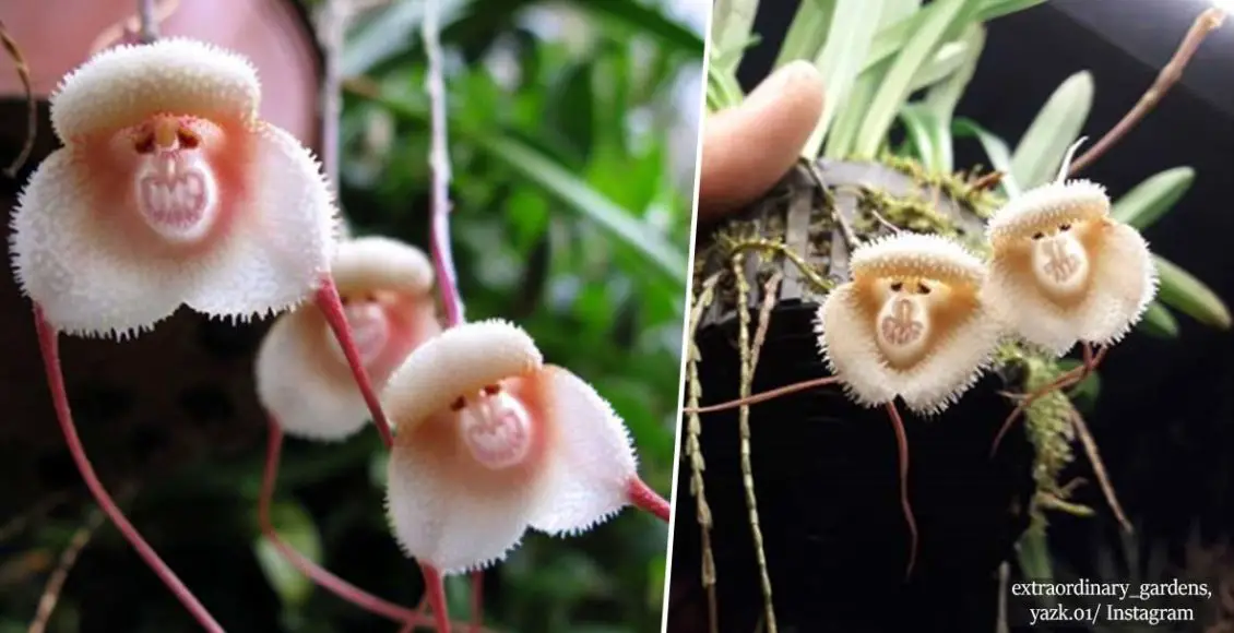 These Wonderful Rare Orchids Look Like Cute Monkeys