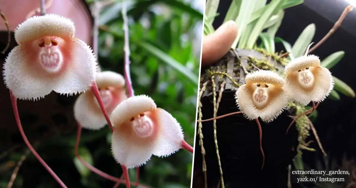 These Wonderful Rare Orchids Look Like Cute Monkeys