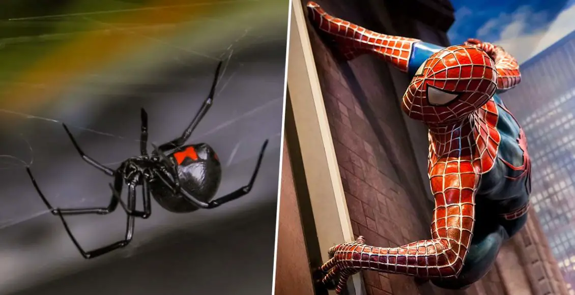 Three brothers were hospitalized after letting a black widow bite them in an attempt to become superheroes