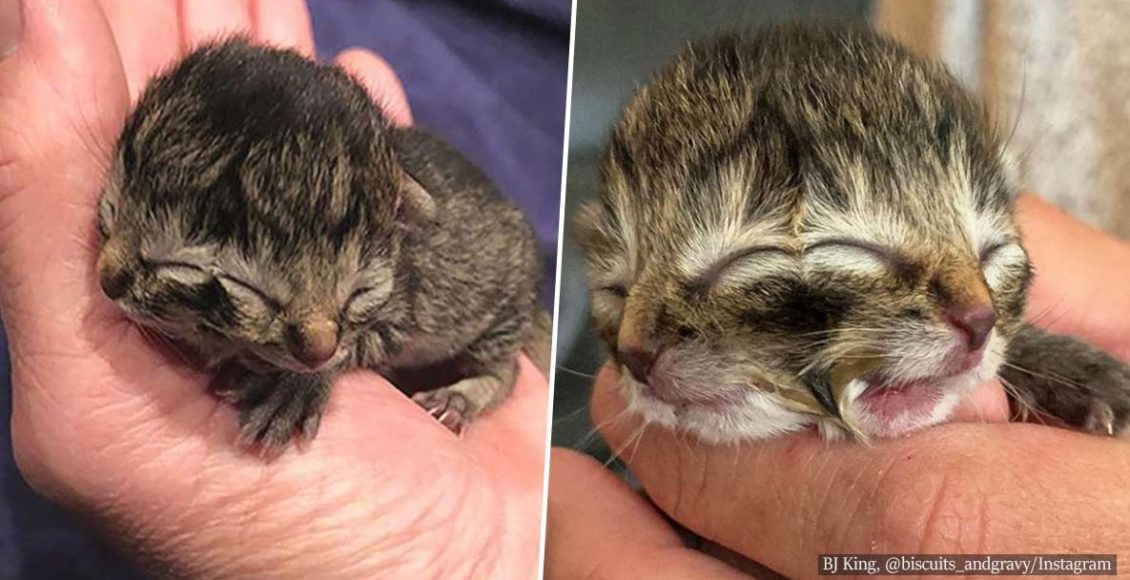 Two-faced kitten Biscuits and Gravy dies only 4 days after birth