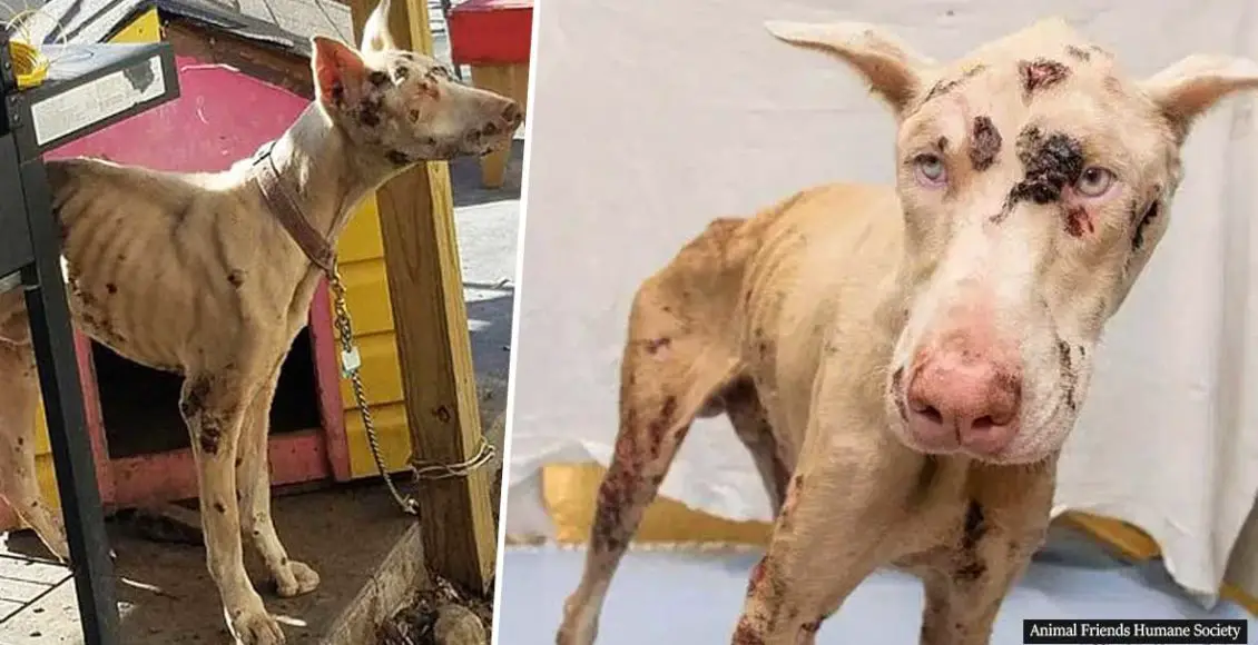 Two-year-old puppy covered in open wounds ate rocks to survive after 'devil-like' owner left him to starve to death