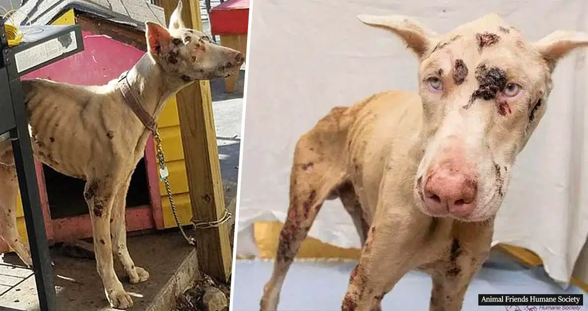 Two-year-old puppy covered in open wounds ate rocks to survive after 'devil-like' owner left him to starve to death