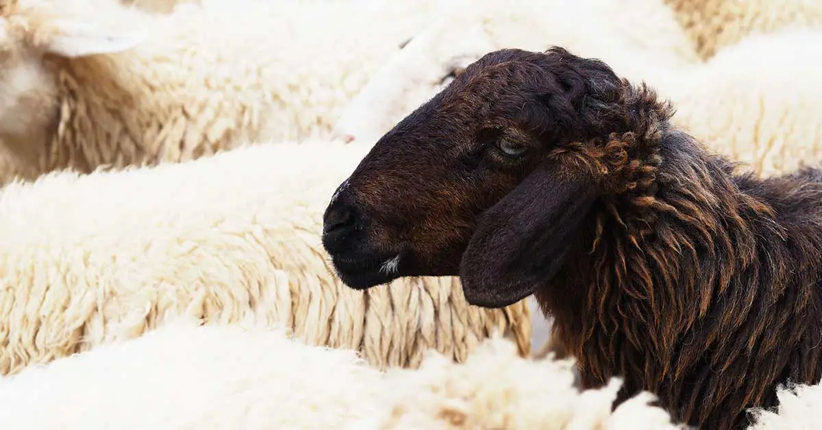 Why Being The Black Sheep of The Family Is a Blessing, Not a Curse