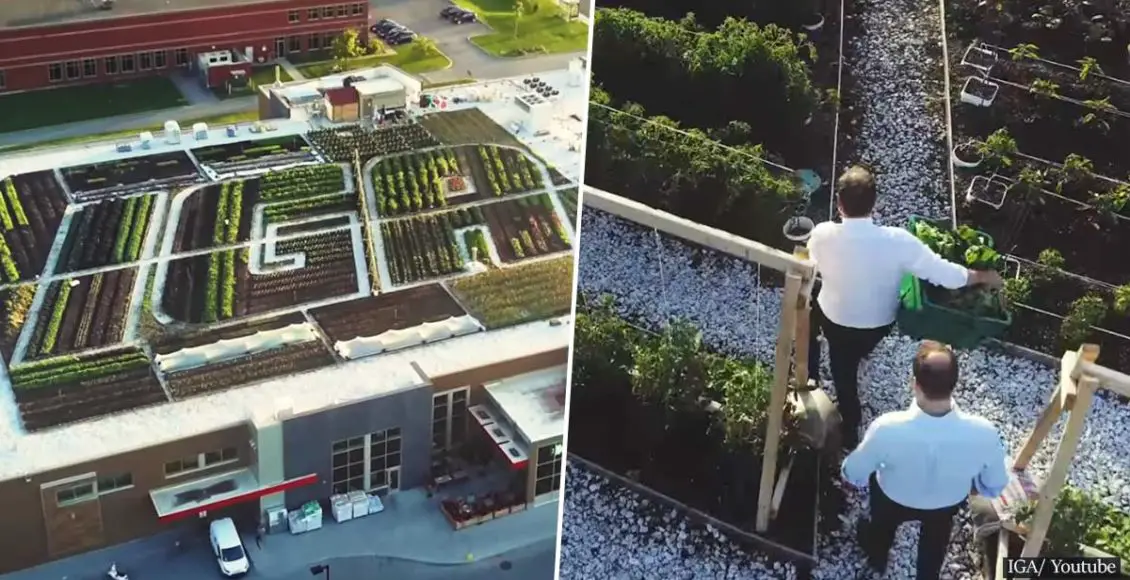 Canadian grocery store sells fresh produce and honey from its own rooftop garden