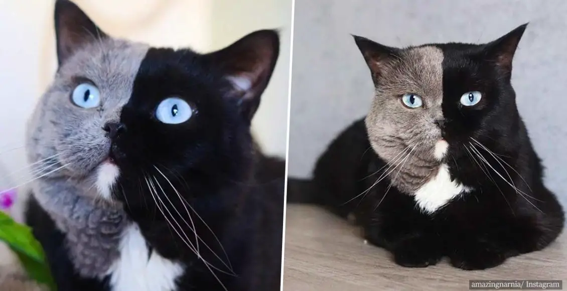 Cat With Two-Tone Face Fathers Kittens in Each of his Colors