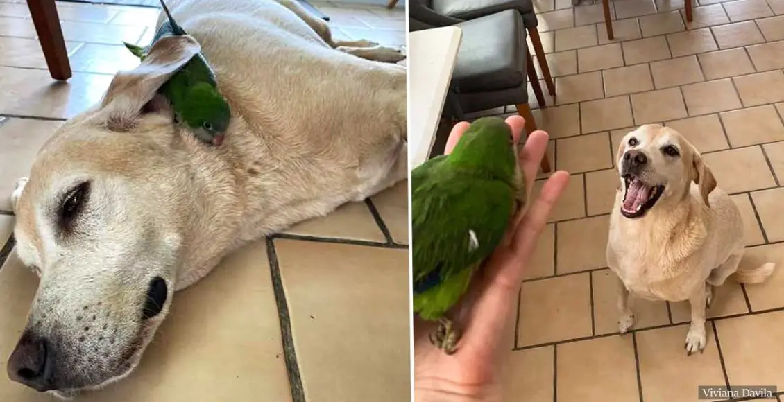 Dog Saves Baby Parrot And Becomes Her Guardian In Life