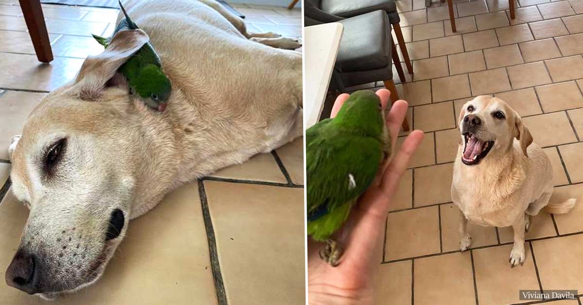 Dog Saves Baby Parrot And Becomes Her Guardian In Life