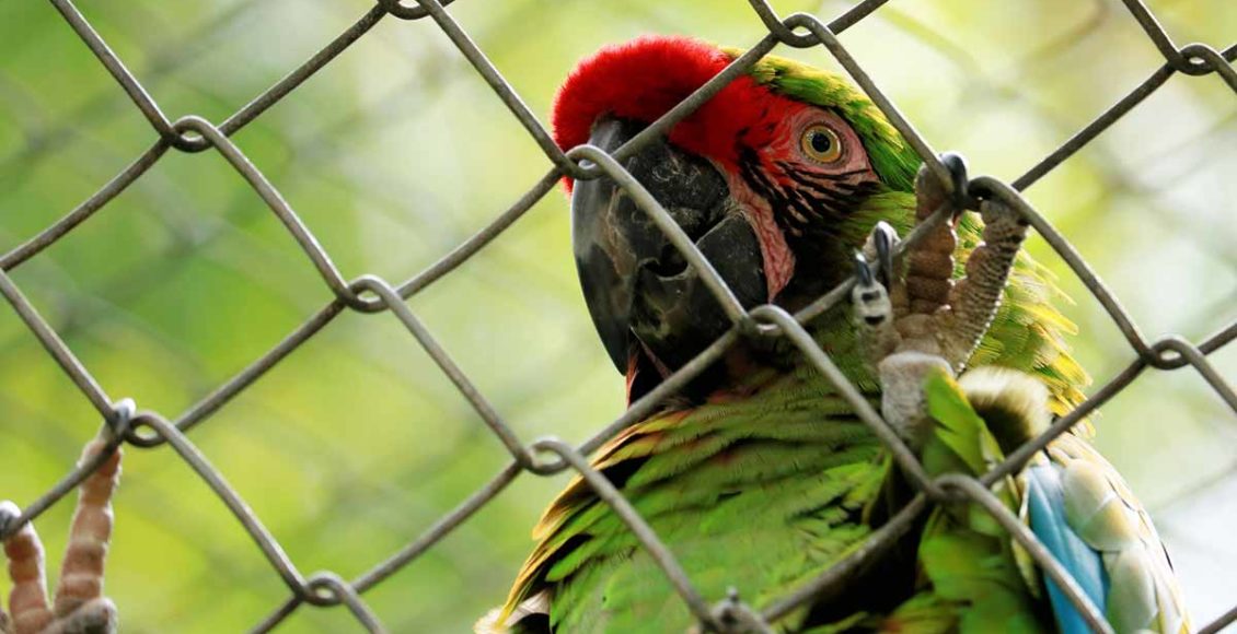 Eight-year-old girl was beaten to death by her employers for releasing their pet parrots