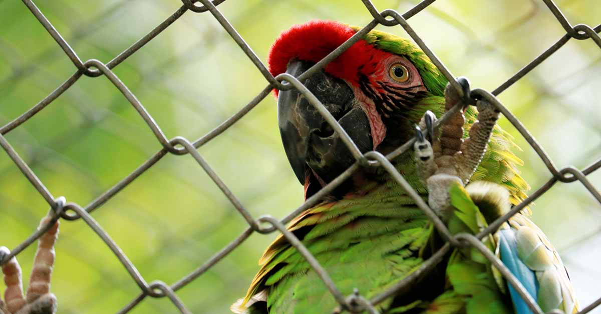 Eight-year-old girl was beaten to death by her employers for releasing their pet parrots