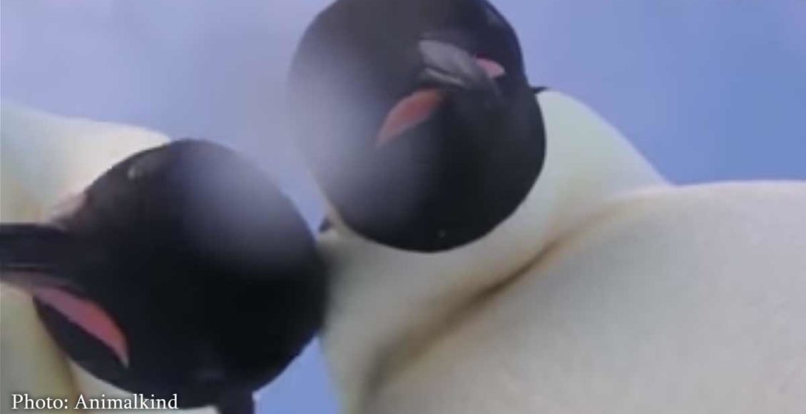 Emperor Penguins in Antarctica Accidentally Take the Perfect Selfie