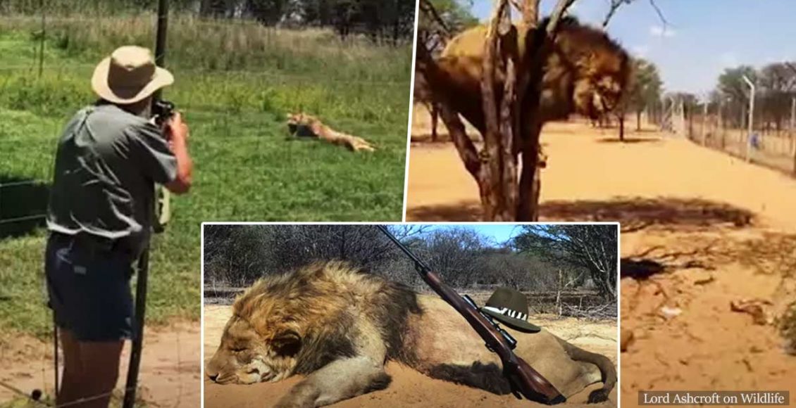 Extreme Cruelty: Around 12,000 Lions Are Being Farmed In Captivity To Be Hunted And Killed By Tourists