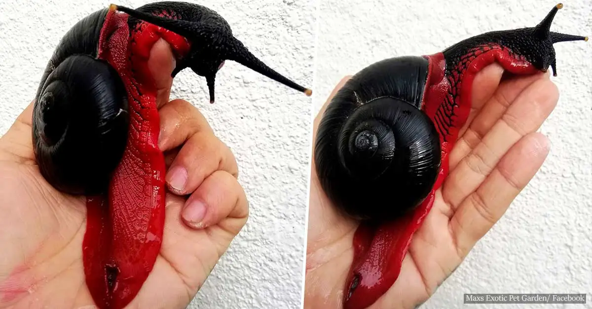 Fire Snails are real and absolutely stunning! Here's why