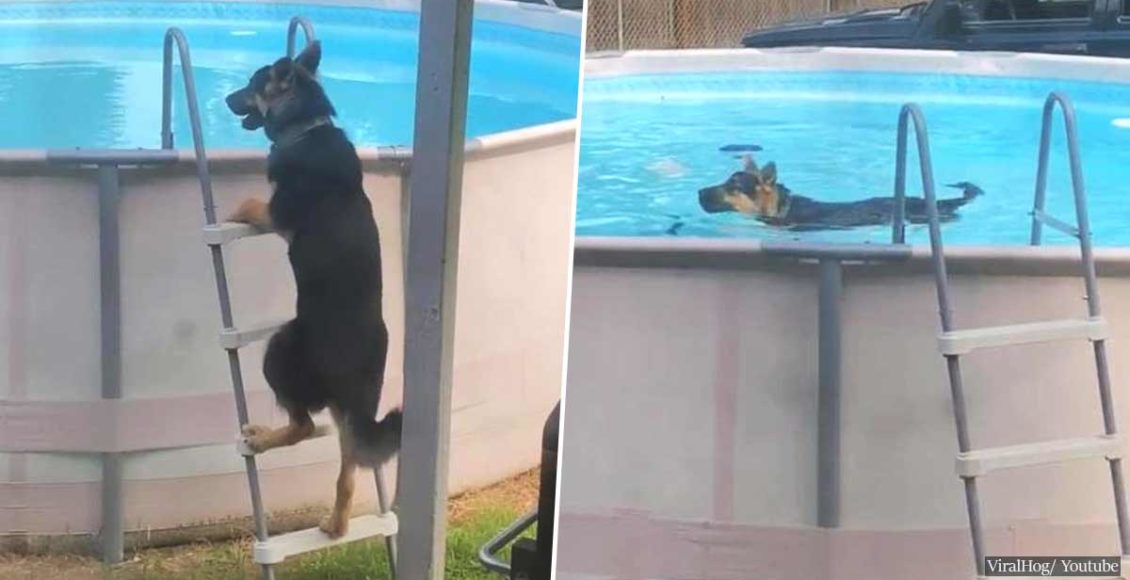 German Shepherd caught on camera using a ladder to go for a swim