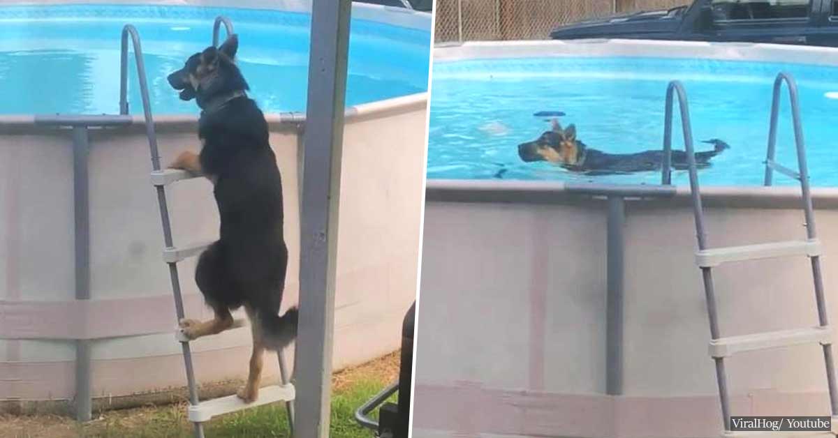 German Shepherd caught on camera using a ladder to go for a swim