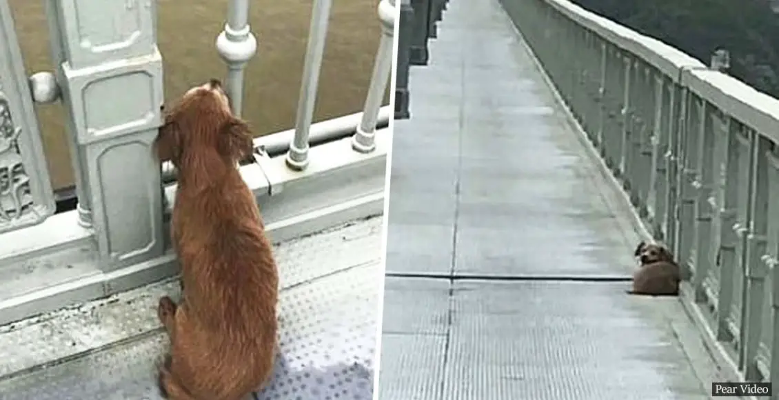 Heartbroken dog 'waits by bridge for four days' after watching owner jump into river