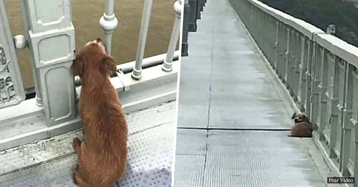 Heartbroken dog 'waits by bridge for four days' after watching owner jump into river