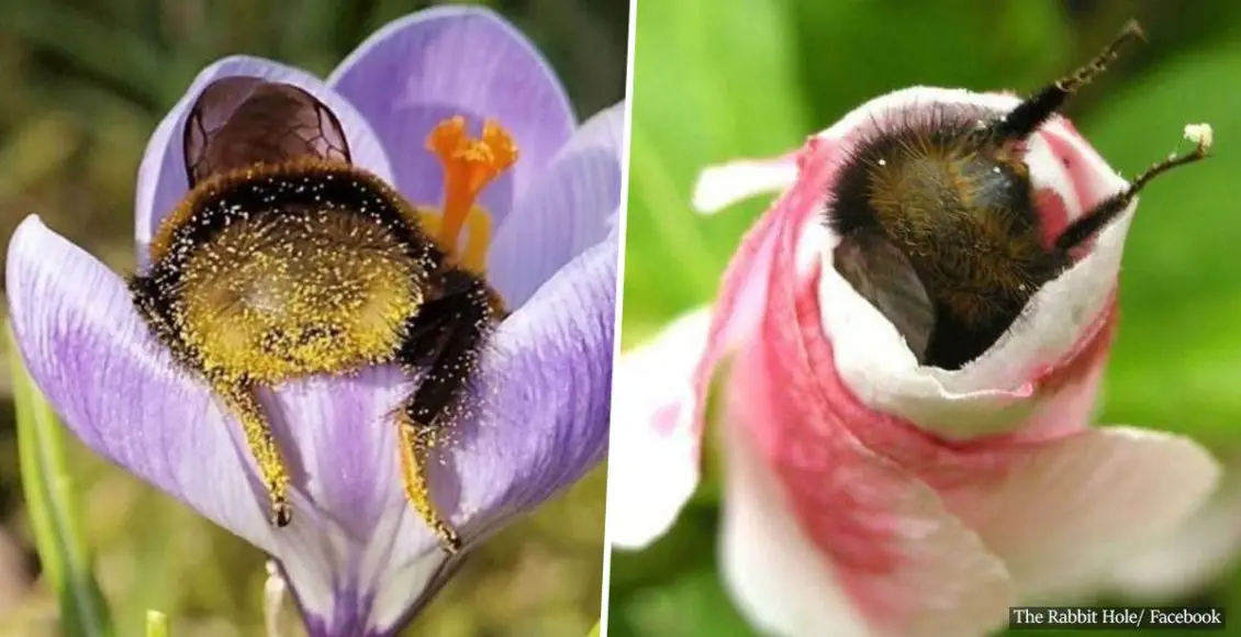 Here Are Some Bumblebees Who Fell Asleep Inside Flowers With Pollen On Their Butts
