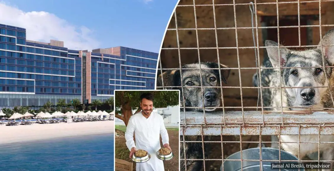 Here Is How A Luxury Hotel Is Helping Animals In Need, Setting An Example Everyone Should Follow
