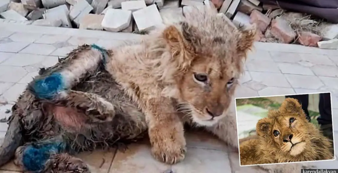 Lion cub's legs deliberately broken so it can’t run away from tourists taking selfies with it