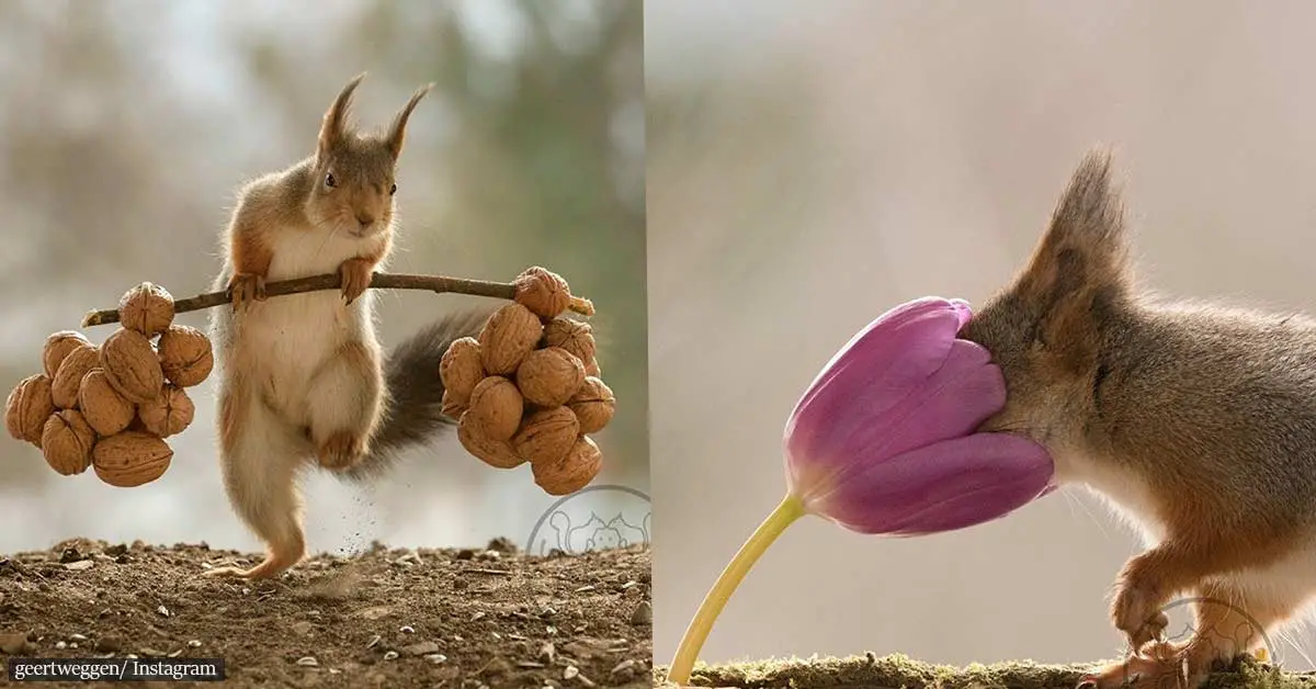 Photographer Followed The Lives Of Squirrels For Six Years. Here Are 30 Of His Most Magical Snaps