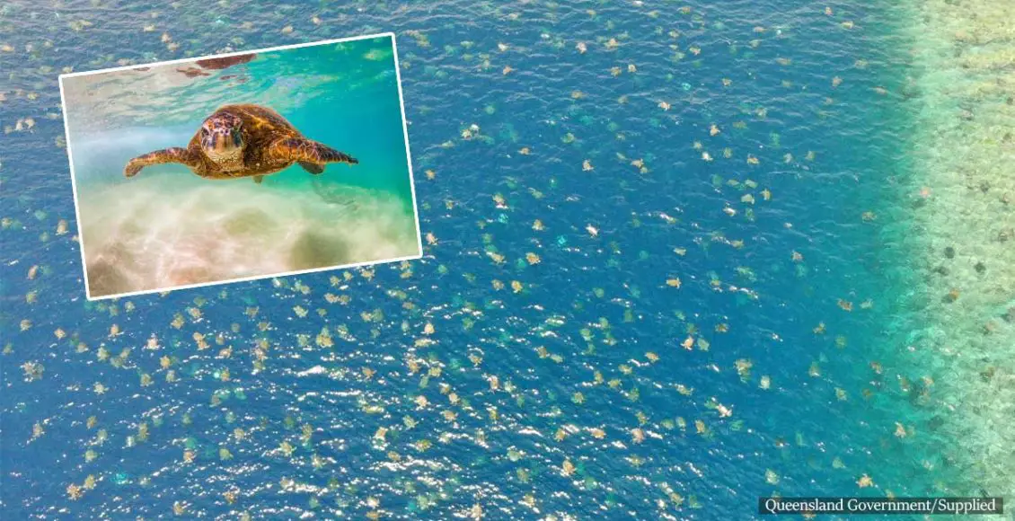 Stunning footage: The world's largest green sea turtle colony captured hading towards nesting land in Australia
