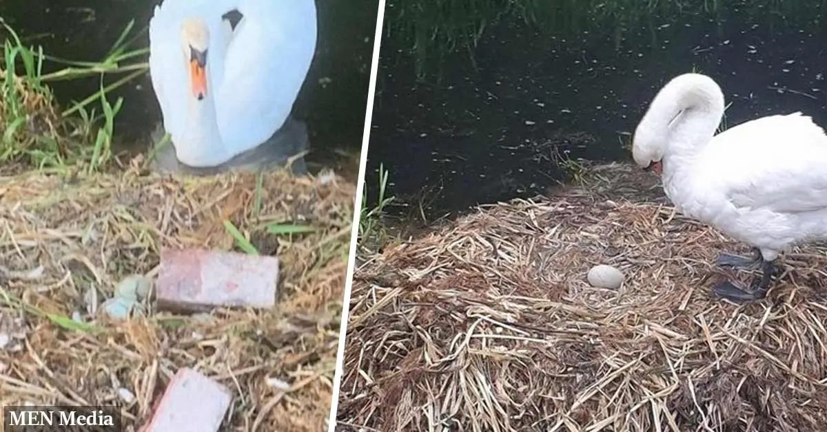 Swan 'dies from a broken heart' after teenagers smashed her unborn cygnets with bricks