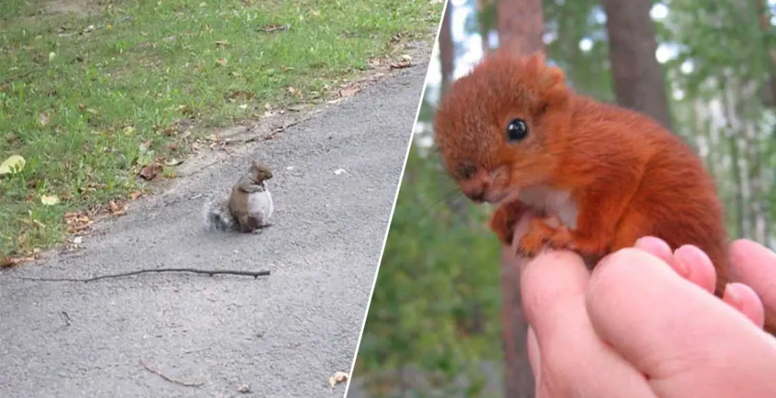 35 photos reminding us how awesome squirrels are
