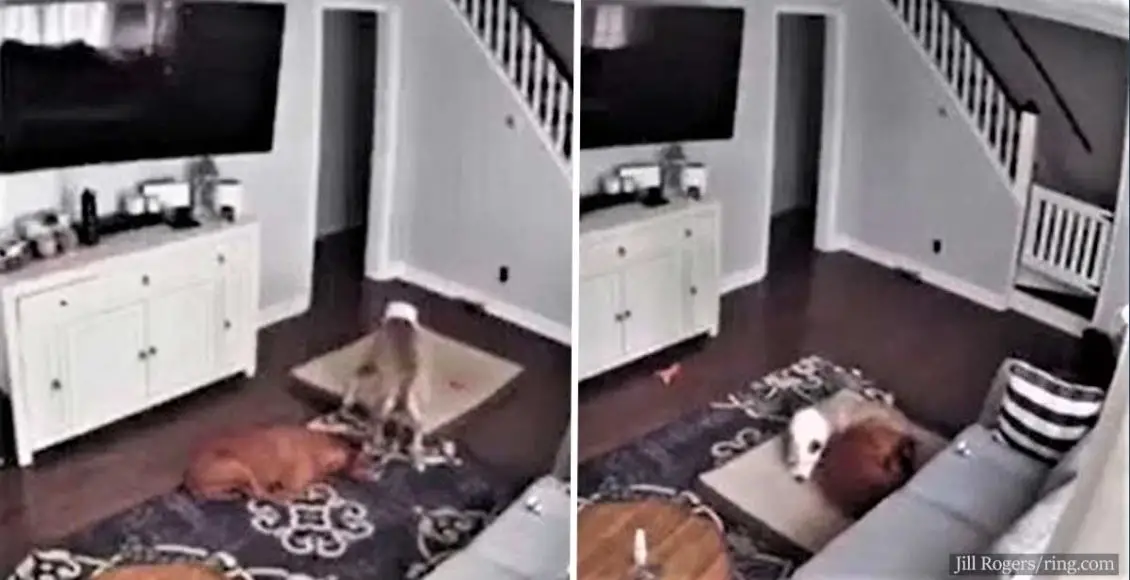 Camera Captures Dog Bringing His Bed To His Sick Brother So He's Comfy