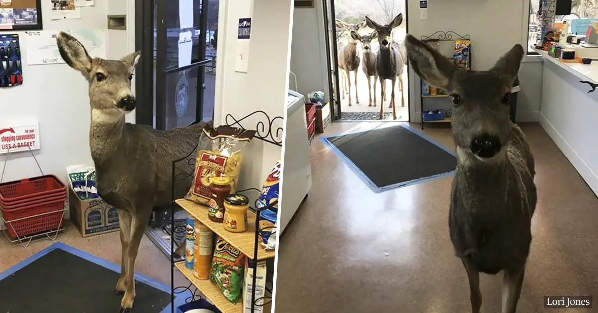 Deer Walks Into Store To Check Their Goods, Comes Back Later With Her Family