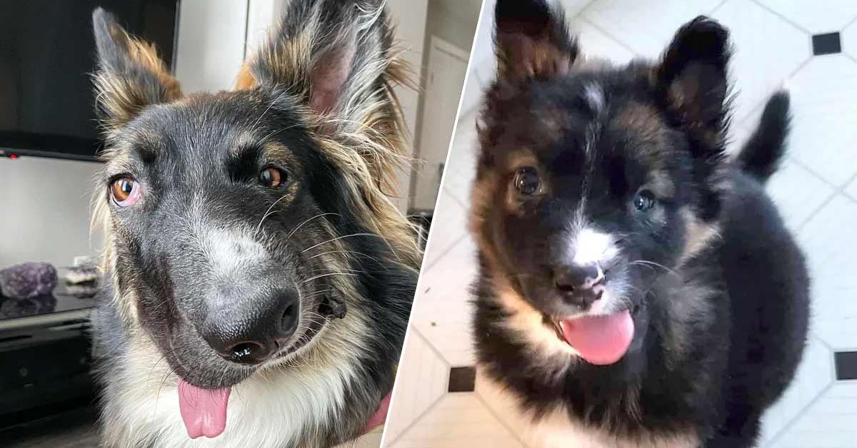 Dog with an adorable wonky face is going to be a therapy dog to help people with disabilities