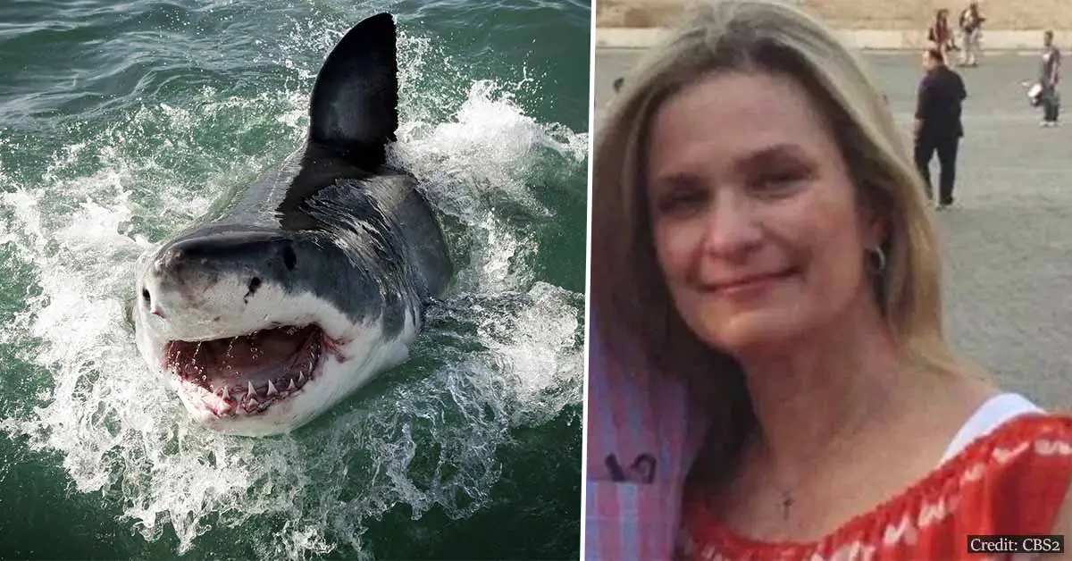 Great white shark that killed NYC woman in Maine attack still out there