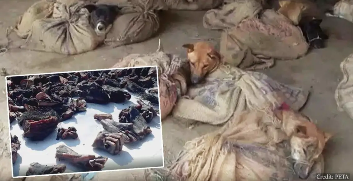 Horrifying PETA Video Shows Dogs Tied In Sacks And Charred Monkey Hands At Indian Wet Market