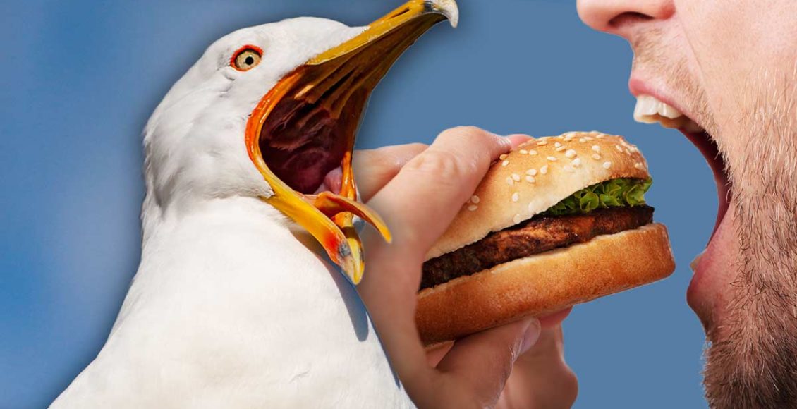 Man who BIT seagull that tried to steal his McDonalds arrested by police