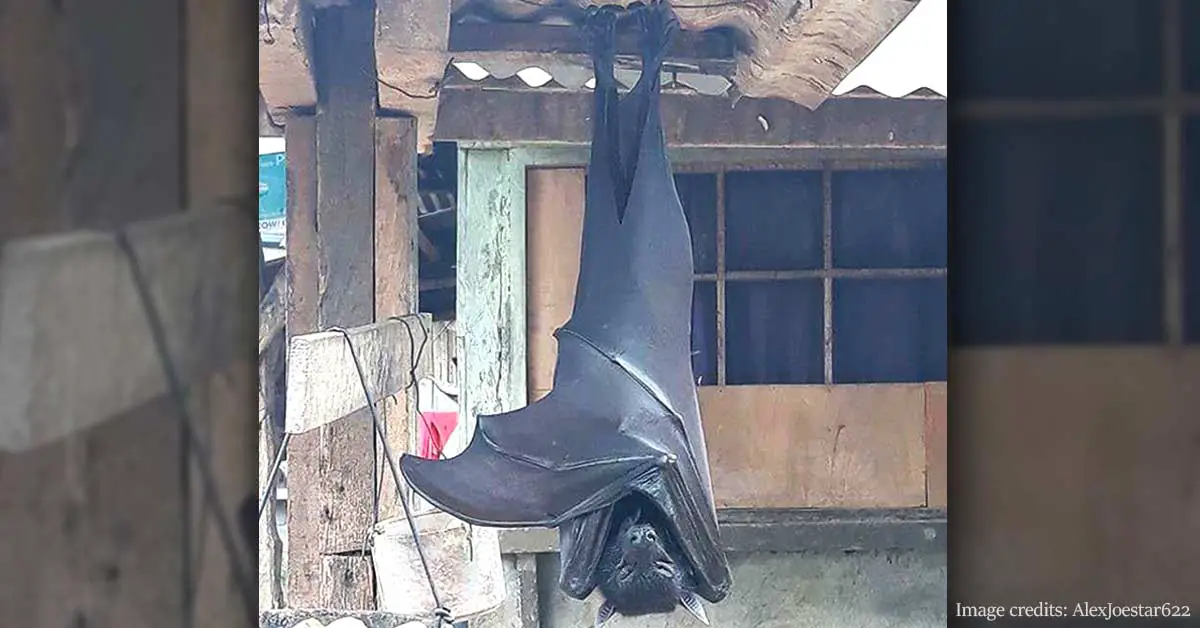 People Are Horrified Over This GIANT ‘Human-Sized’ Bat