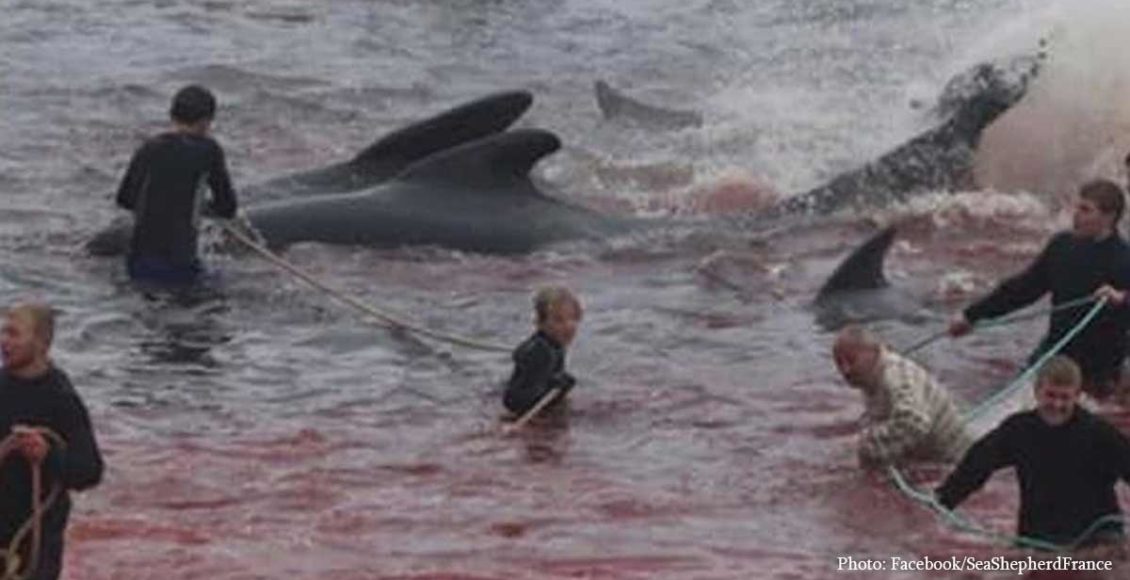 Sea turns blood-red with more 250 whales slaughtered during an annual ritual in the Faroe Islands