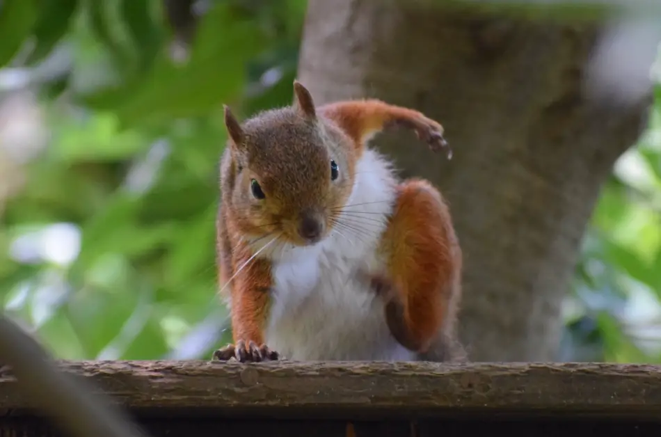 best ever squirrel catapult