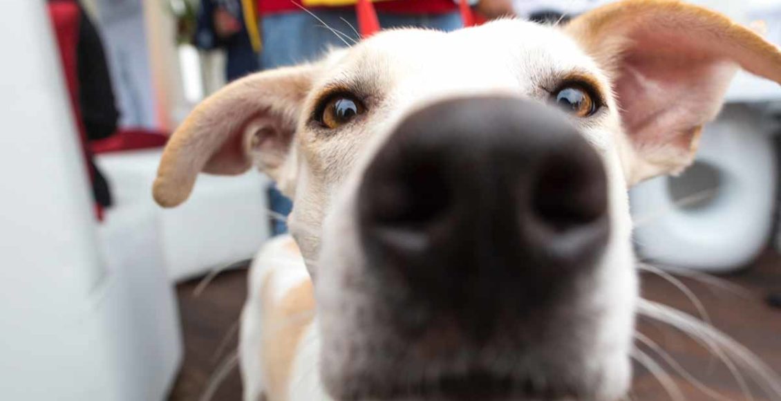 Trained dogs can sniff out coronavirus with 94% accuracy, German study reveals