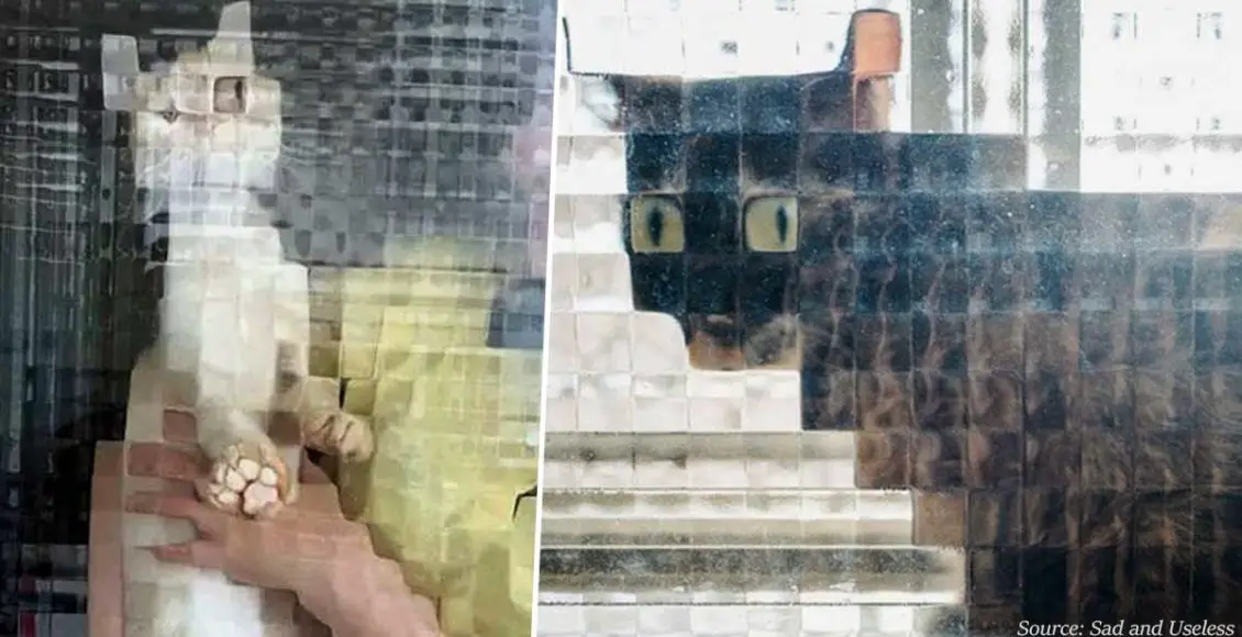 20+ hilarious photos of low-resolution cats behind pixeled glass doors
