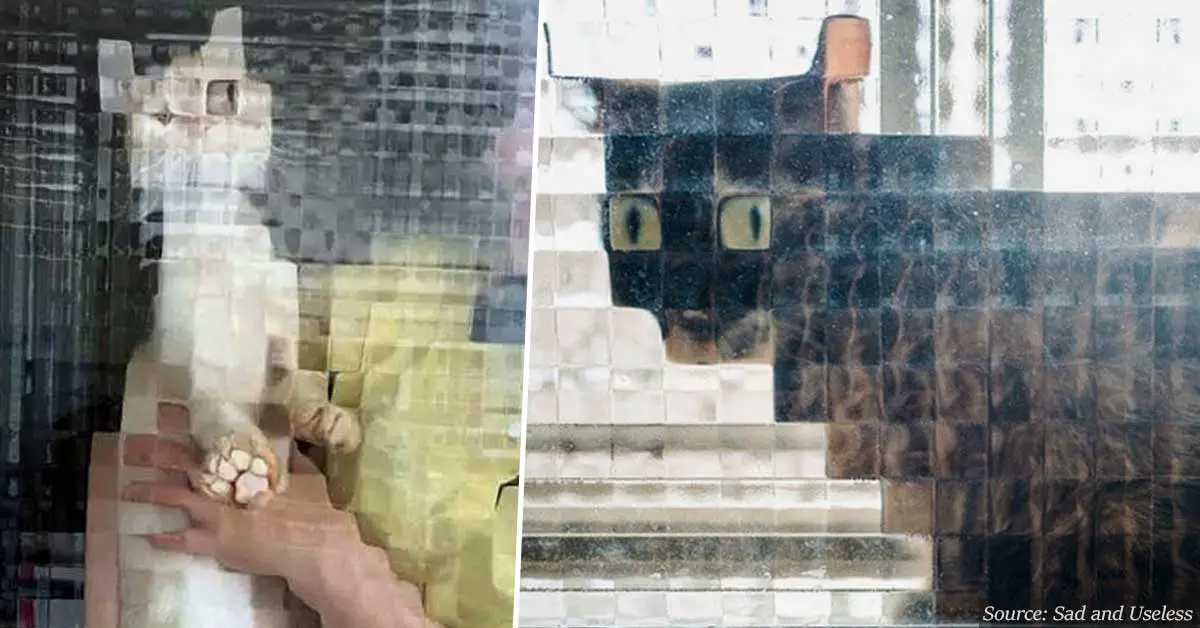 20+ hilarious photos of low-resolution cats behind pixeled glass doors