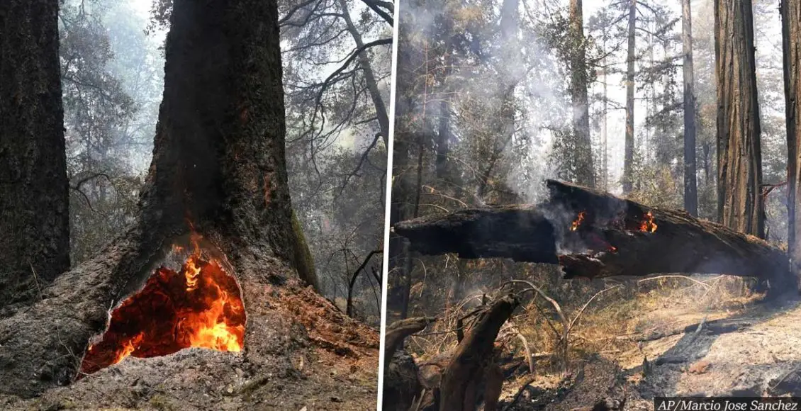 2,000-year-old redwoods survive California wildfire