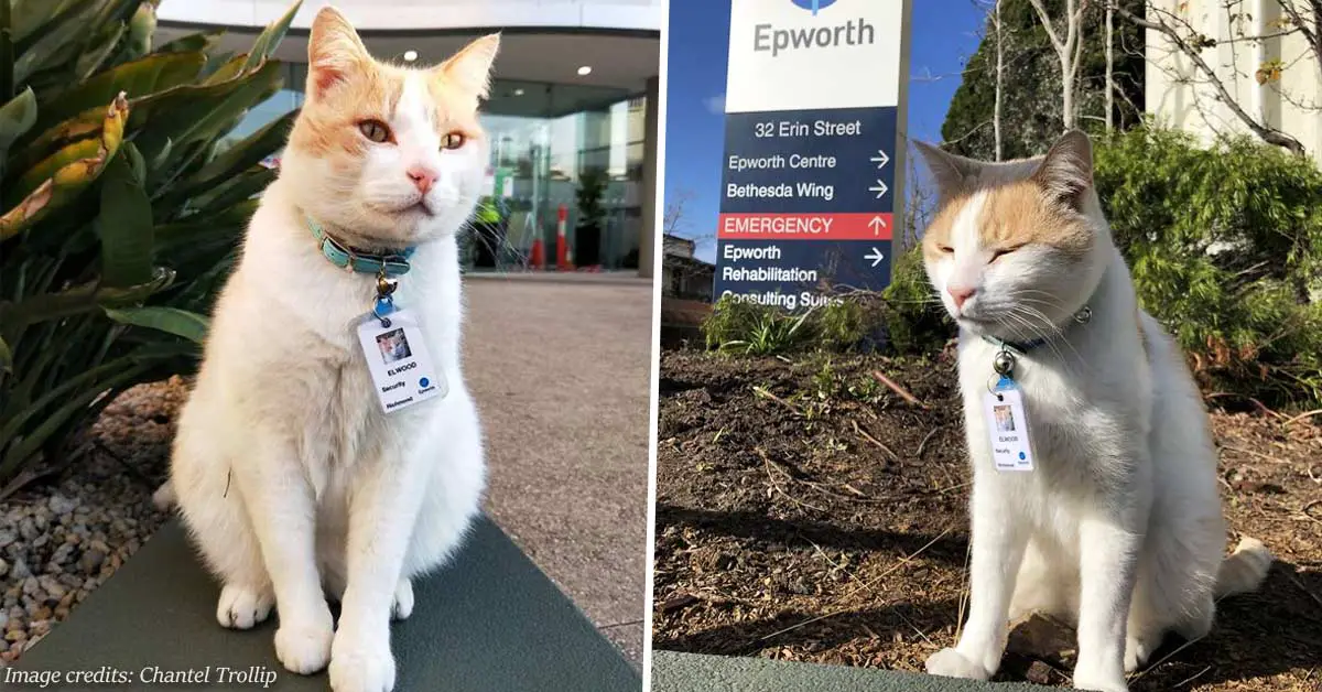 After hanging around a hospital for a year, this cat got hired as security
