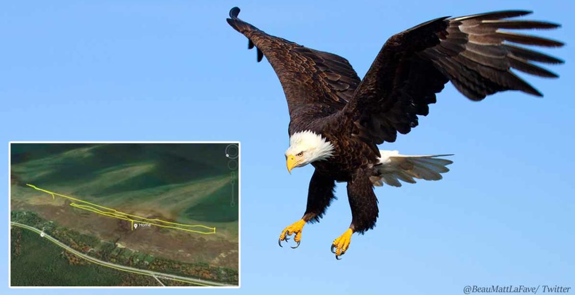 Bald eagle takes down government drone, sending it into Lake Michigan
