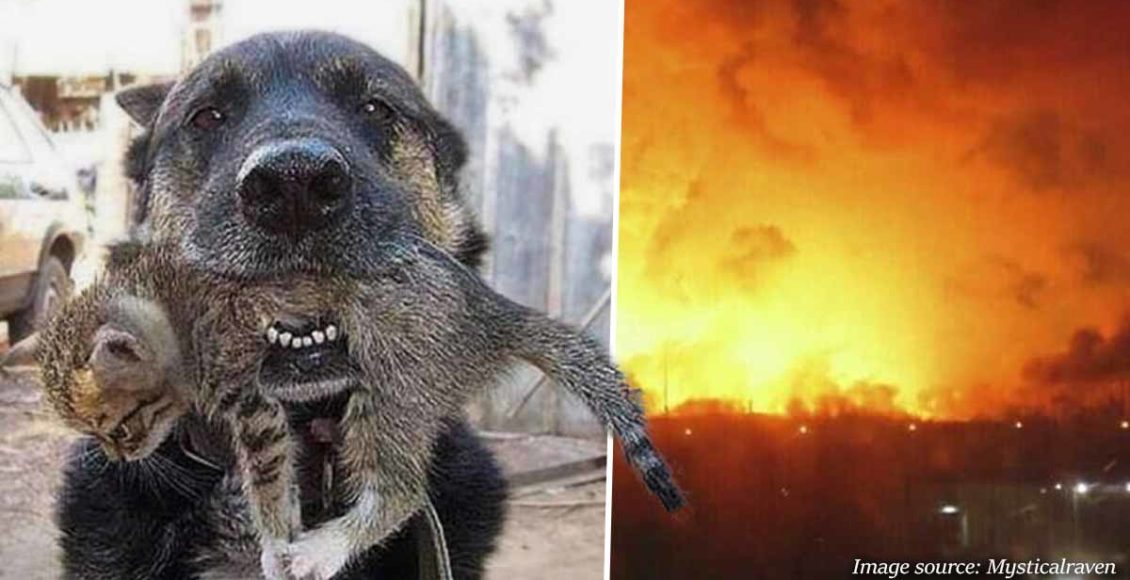 Brave Dog SPRINTS Into Burning Home To Save His Tiny Kitten Friend