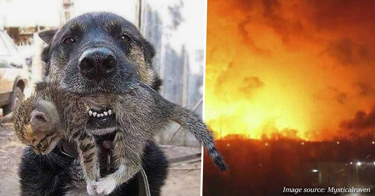 Brave Dog SPRINTS Into Burning Home To Save His Tiny Kitten Friend