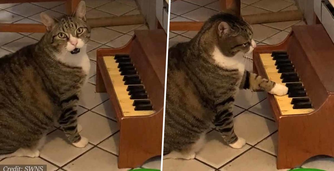 Cat Has Little Piano Which He Plays When He's Hungry