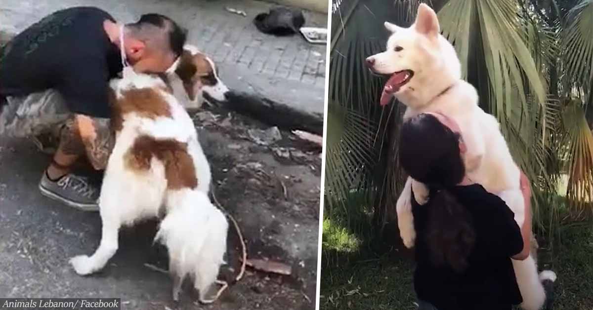 Charity reunites pets lost in the horrific Beirut explosion with their owners
