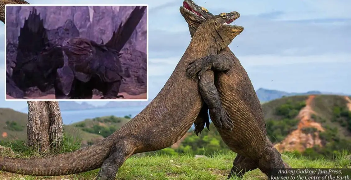 Epic dragon battle: Giant Komodo dragons wrestle each other in stunning photo series