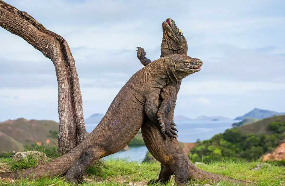 Epic dragon battle: Giant Komodo dragons wrestle each other in stunning